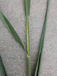 Attēlu rezultāti vaicājumam “Phragmites communis leaf”
