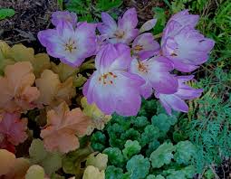 Attēlu rezultāti vaicājumam “Colchicum szovitsii subsp. szovitsii”