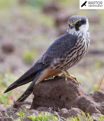 Attēlu rezultāti vaicājumam “Falco subbuteo adult”