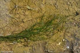 Attēlu rezultāti vaicājumam “Stuckenia pectinata”