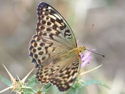 Attēlu rezultāti vaicājumam “Argynnis paphia female”