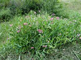 Attēlu rezultāti vaicājumam “Lathyrus latifolius”