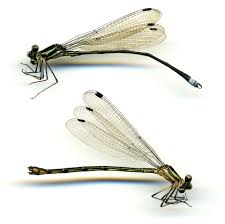 Attēlu rezultāti vaicājumam “Lestidae”