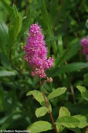 Attēlu rezultāti vaicājumam “Spiraea salicifolia”