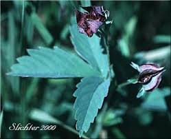 Attēlu rezultāti vaicājumam “Comarum palustre flower”