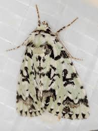 Attēlu rezultāti vaicājumam “Moma alpium”