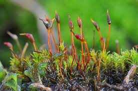 Attēlu rezultāti vaicājumam “Dicranum bergeri”