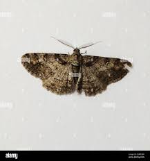 Attēlu rezultāti vaicājumam “Cleora cinctaria”