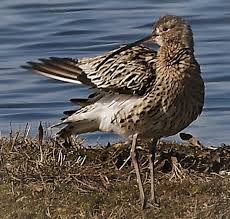 Image result for Numenius tenuirostris