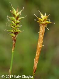Attēlu rezultāti vaicājumam “Carex lepidocarpa leaf”
