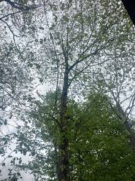 Attēlu rezultāti vaicājumam “Ulmus minor f. suberosa”