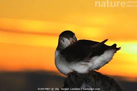 Image result for Fratercula arctica