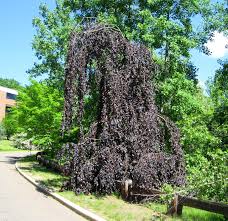 Attēlu rezultāti vaicājumam “Fagus sylvatica fo. purpurea female flower”