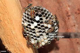 Attēlu rezultāti vaicājumam “Polistes nimpha”