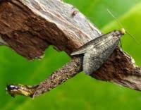 Attēlu rezultāti vaicājumam “Taleporia tubulosa”