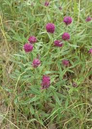 Attēlu rezultāti vaicājumam “Trifolium alpestre”