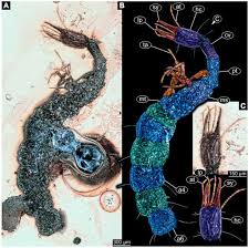 Attēlu rezultāti vaicājumam “Orthosia munda larva”