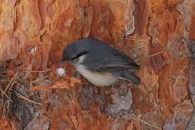 Attēlu rezultāti vaicājumam “Sitta europaea nest”