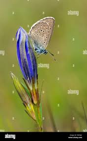 Attēlu rezultāti vaicājumam “Maculinea alcon underside”