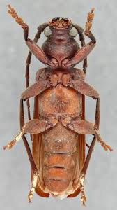 Attēlu rezultāti vaicājumam “Criocephalus rusticus”