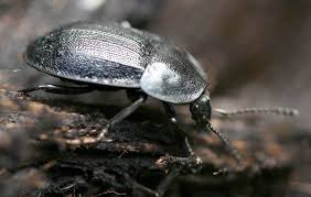 Attēlu rezultāti vaicājumam “Phosphuga atrata”