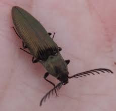 Attēlu rezultāti vaicājumam “Ctenicera pectinicornis male”