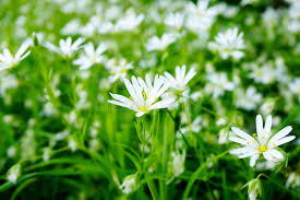 Attēlu rezultāti vaicājumam “Stellaria graminea flower”