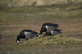 Attēlu rezultāti vaicājumam “Branta leucopsis adult”
