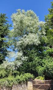 Attēlu rezultāti vaicājumam “Salix alba var. sericea”