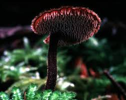 Attēlu rezultāti vaicājumam “Auriscalpium vulgare”