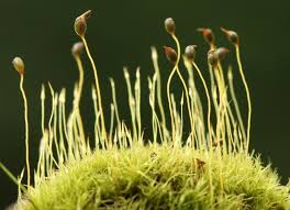 Attēlu rezultāti vaicājumam “Dicranella staphylina macro”