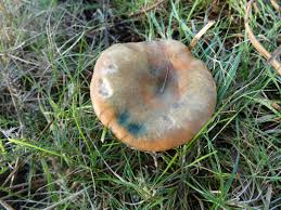 Attēlu rezultāti vaicājumam “Lactarius deterrimus”