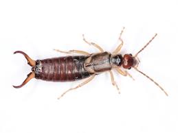 Attēlu rezultāti vaicājumam “Forficula auricularia”