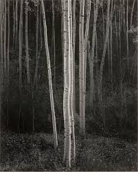 Image result for Ansel Adams Aspens New Mexico