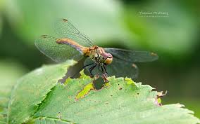 Attēlu rezultāti vaicājumam “Sympetrum sanguineum female”