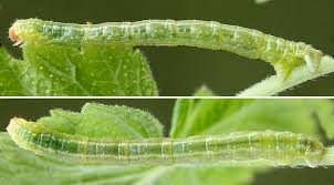 Attēlu rezultāti vaicājumam “Eulithis pyropata”