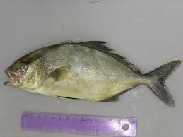 Image result for Seriola rivoliana