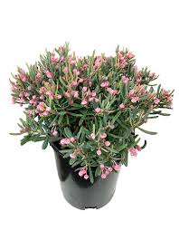 Attēlu rezultāti vaicājumam “Andromeda polifolia fruit”