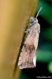 Attēlu rezultāti vaicājumam “Celypha striana”