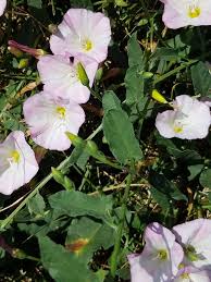 Attēlu rezultāti vaicājumam “Convolvulus arvensis”