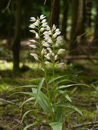 Attēlu rezultāti vaicājumam “Cephalanthera longifolia”