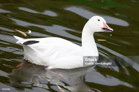 Image result for Anser caerulescens