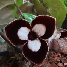 Attēlu rezultāti vaicājumam “Asarum europaeum flower”
