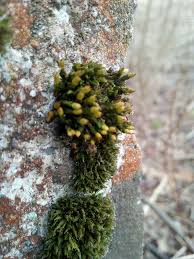 Attēlu rezultāti vaicājumam “Orthotrichum cupulatum var. riparium”