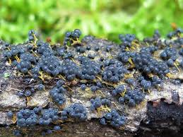 Attēlu rezultāti vaicājumam “Badhamia utricularis stalked”