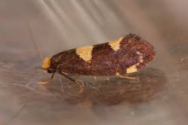 Attēlu rezultāti vaicājumam “Incurvaria oehlmanniella”