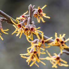 Attēlu rezultāti vaicājumam “Hamamelis vernalis flower”