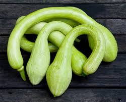 Image result for tromboncino