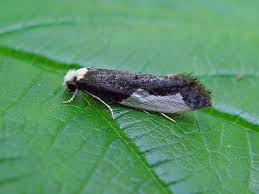 Attēlu rezultāti vaicājumam “Monopis monachella”