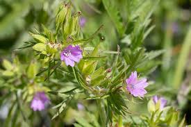 Attēlu rezultāti vaicājumam “Geranium dissectum flower”